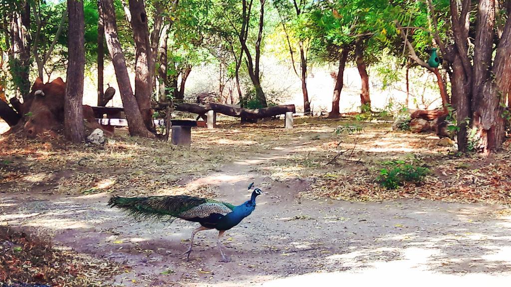 Pelican View Cottages Kataragama Esterno foto